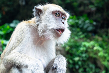 Monkey is sitting on a ledge with green foliage in the background