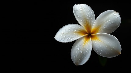 Fototapeta premium Plumeria flower One white Plumeria flower in a black background : Generative AI