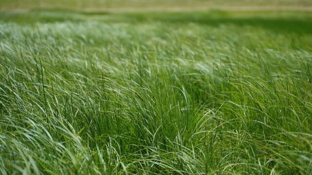 Lush and long grass in a meadow moves in strong winds blowing in nature. Close up of high grass in field or forest as wind blows