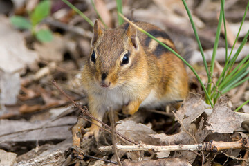 Chipmunk Close-up