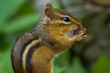 Chipmunk