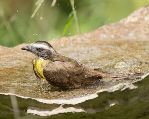 Myiozetetes cayanensisSuelda