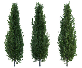 green pine tree isolated on transparant background. 3d rendering