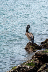 Pelicano en el mar