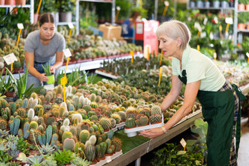 Positive elderly seller showing flower-pots with decorative cactus in open-air plant shop