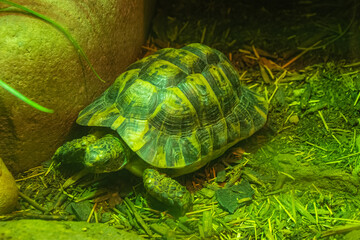 In the slow and steady gaze of the tortoise, the zoo reveals its quiet wisdom, Houston Zoo, Houston, Texas, United States of America