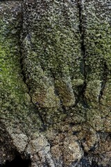Barnacles on rocks in Piha, Auckland, New Zealand.