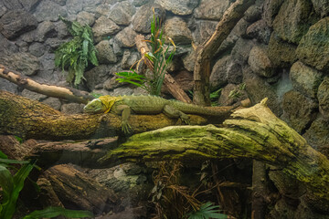 A lizard basking in the sun reminds us to find joy in life’s simplest pleasures, Houston Zoo, Houston, Texas, United States of America