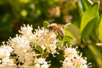 bee on a flower