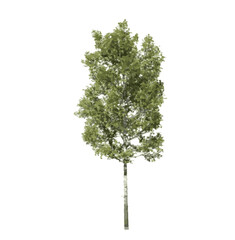 Trembling aspen tree