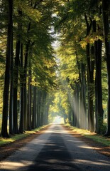 Obraz premium A rural road bordered by tall trees on both sides, with sunlight filtering through the leaves, creating a peaceful and scenic atmosphere