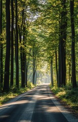 Obraz premium A rural road bordered by tall trees on both sides, with sunlight filtering through the leaves, creating a peaceful and scenic atmosphere
