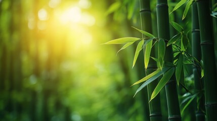 Tranquil Bamboo Grove at Sunset