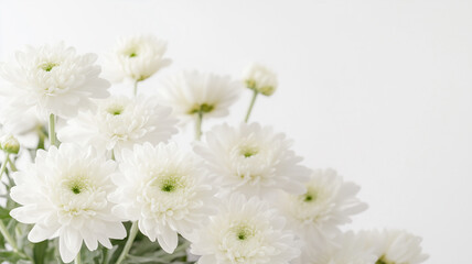 お供えの花　白菊