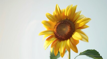 Obraz premium Sunflowers in full bloom seen from close up on white background.