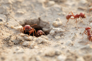 Macro close-up of invasive fire ants at hole in Texas ground, pest concept.