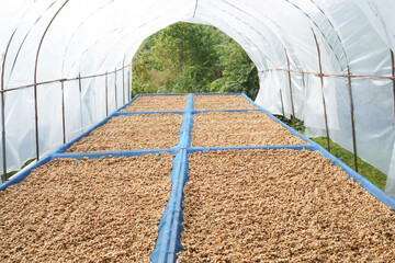 harvest and dry arabica coffee caffeine agriculture fresh coffee beans fruit postharvest handling roast robusta seeds peeled coffee beans, dried dehydration