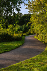 Mysterious path in the middle of a diverse forest, surrounded by green bushes and grass found in Hamilton, Ontario, Canada.