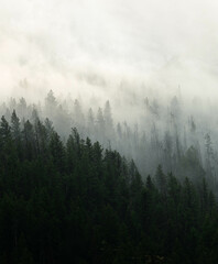 fog in the mountains over trees
