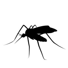 Mosquito Silhouette 