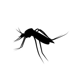 Mosquito Silhouette 