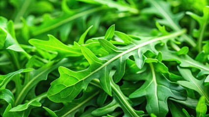 Fototapeta premium Close-up of vibrant green arugula leaves , fresh, healthy, salad, organic, vegetarian, culinary, natural, ingredient, ingredient