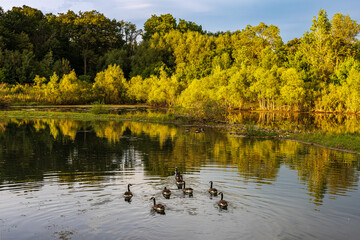 Canadian geese swimming in pond located in Hamilton, ON, Canada