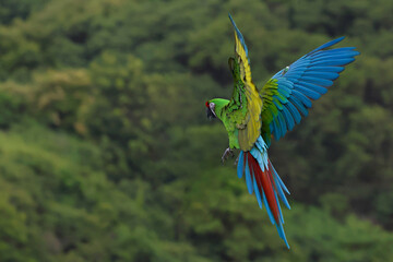 Colorful Military Macaw parrot flying in the forest. Free flying bird