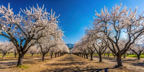 Obraz premium Almond trees in full bloom under a clear blue sky in a Turkish orchard, Almond trees, blooming, orchard, spring, blue sky