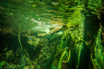 Manta rays glide through the water like majestic angels of the deep, Houston Aquarium, Houston, Texas, United States of America