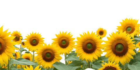 Sunflower Field PNG