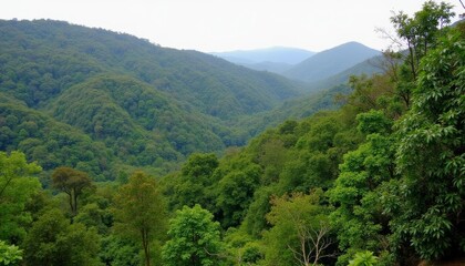 Obraz premium Vast verdant forest under a clear sky