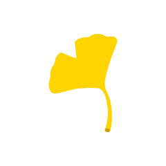 Autumn ginkgo leaf isolated on white background.