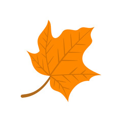 Autumn maple leaf isolated on white background.