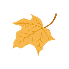 Autumn maple leaf isolated on white background.