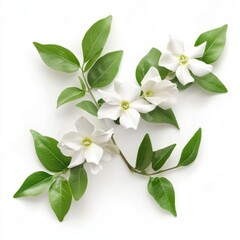 Obraz premium Photo white jasmine with leaves on white isolated background