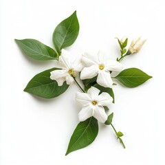 Fototapeta premium Photo white jasmine with leaves on white isolated background