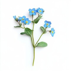 Obraz premium Photo of a charming forget me not on a solid white background. isolated on white background.