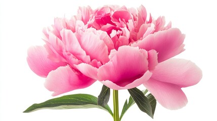 Obraz premium Peony flower with leaves close up marco good for design. Isolated on white background