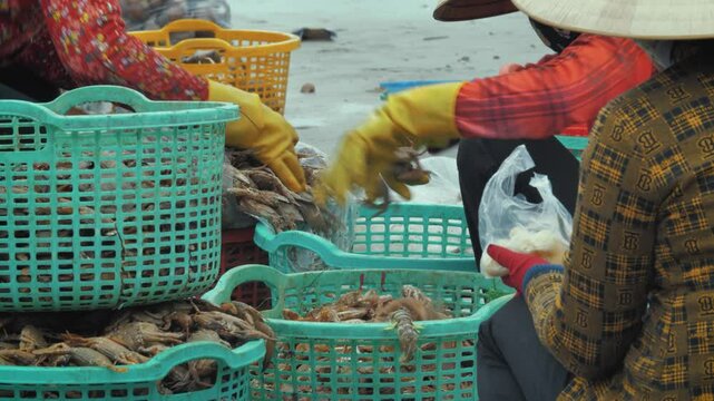 Women Sorting Freshly Caught Crabs in Mui Ne Fishing Village, Vietnam