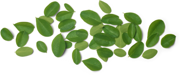 pile of super food moringa tree leaves isolated white background, drumstick or horseradish plant small oval shaped leaves for high nutritional and medicinal properties