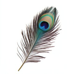 Obraz premium majestic peacock feather close up marco good for design. Isolated on white background