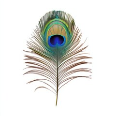Obraz premium majestic peacock feather close up marco good for design. Isolated on white background