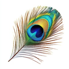 Naklejka premium majestic peacock feather close up marco good for design. Isolated on white background