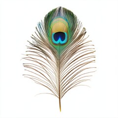 Obraz premium majestic peacock feather close up marco good for design. Isolated on white background