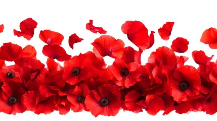 Fototapeta premium A vibrant display of red poppy petals arranged beautifully against a white background, perfect for floral designs.