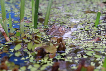 frog on water plants, nature 