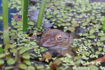 frog on water plants, nature 