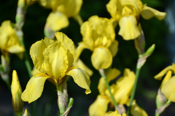 yellow iris bearded in the garden
