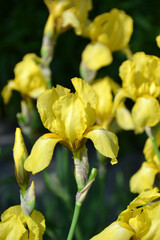 yellow iris bearded in the garden
